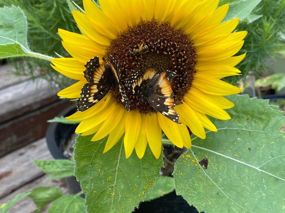 Butterfly Bee Bird Attracting Maximilian Perennial Sunflower