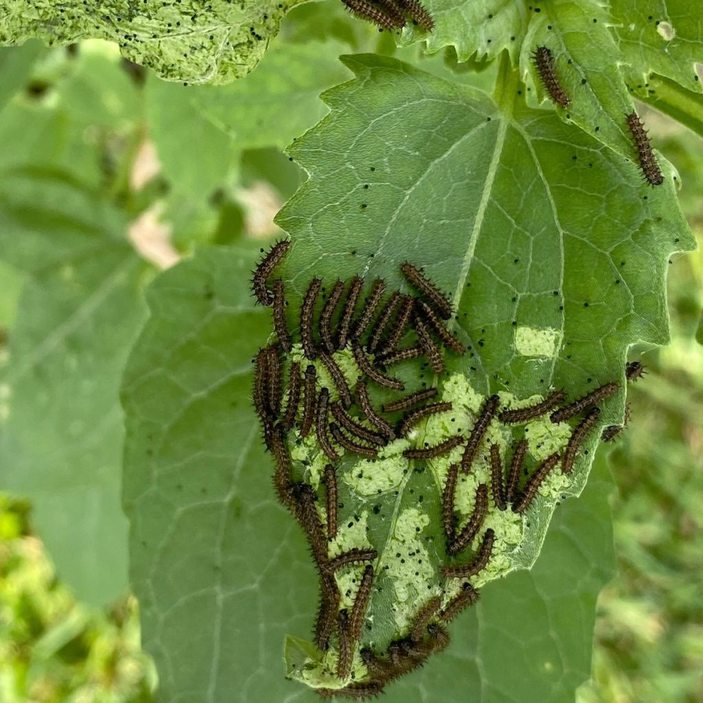 Caterpillars on Maximilian sunflower.