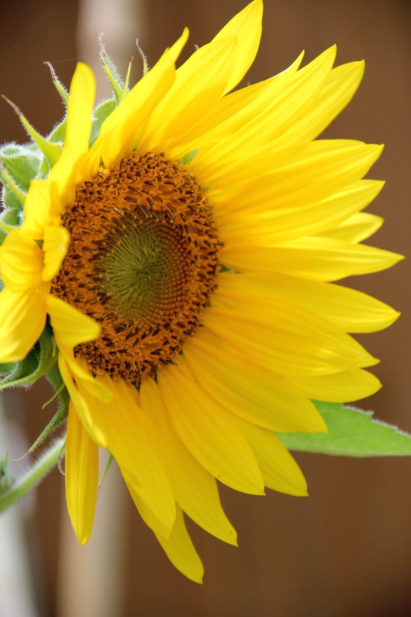 Close up of Maxilian sunflower.