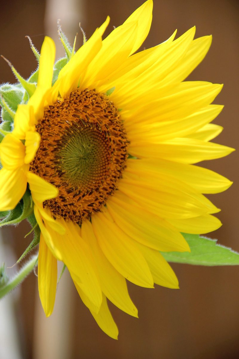 maximilian-sunflower-laura-jarvis Close up of Maxilian sunflower.