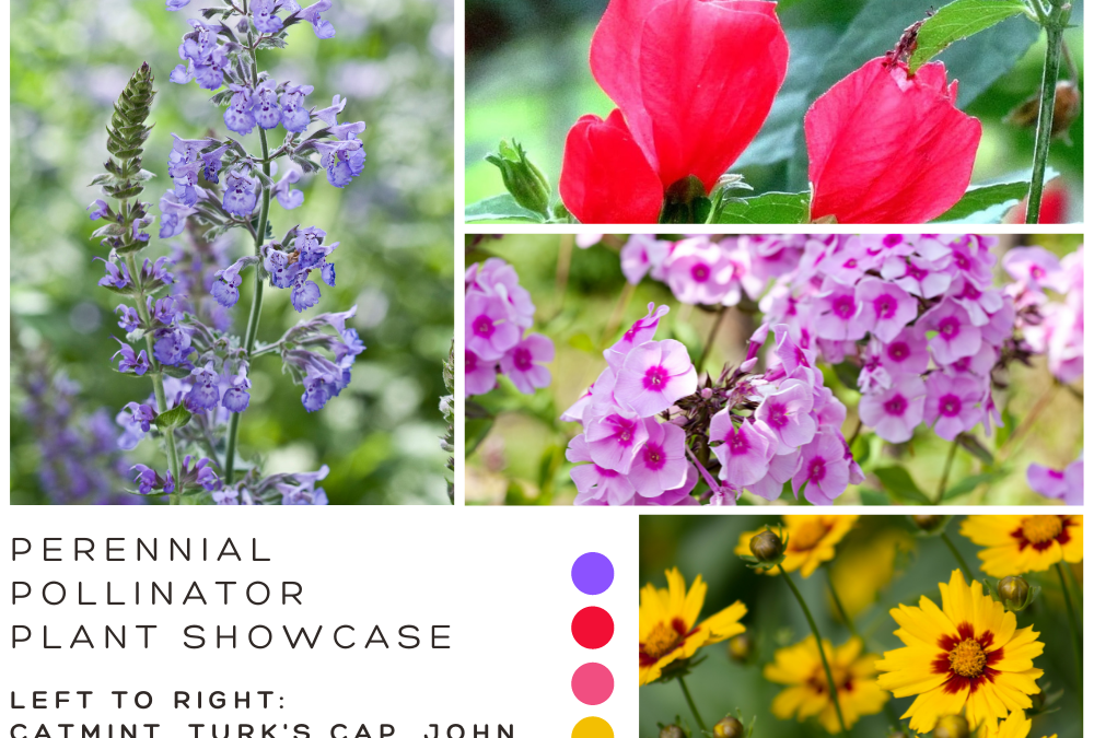 Quick Look: Perennial Pollinator Plants