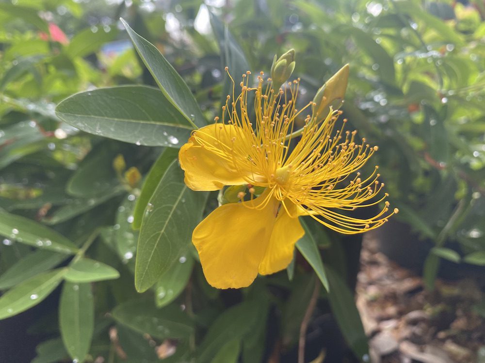 St. John's Wort in bloom.