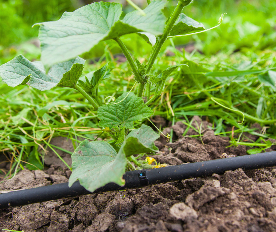 drip-irrigation Drip Irrigation