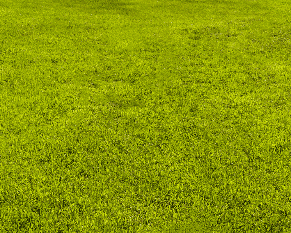 Yellow lawn in spring and summer