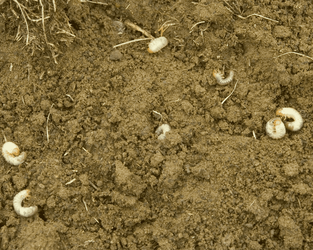 Grubs in spring and summer lawn.