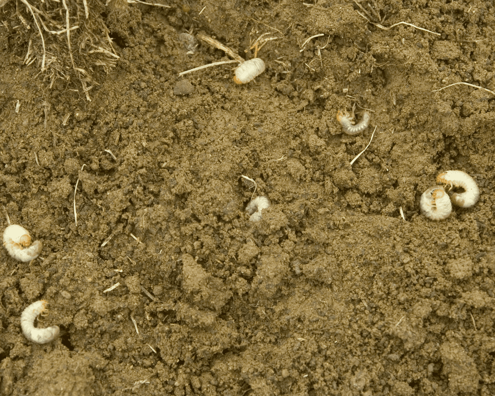 lawn-care-spring-summer-grubs Grubs in spring and summer lawn.