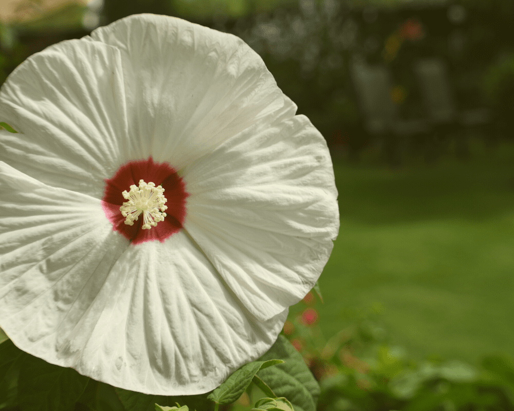 Gardening: Cold-tolerant hardy hibiscus needs little care in winter