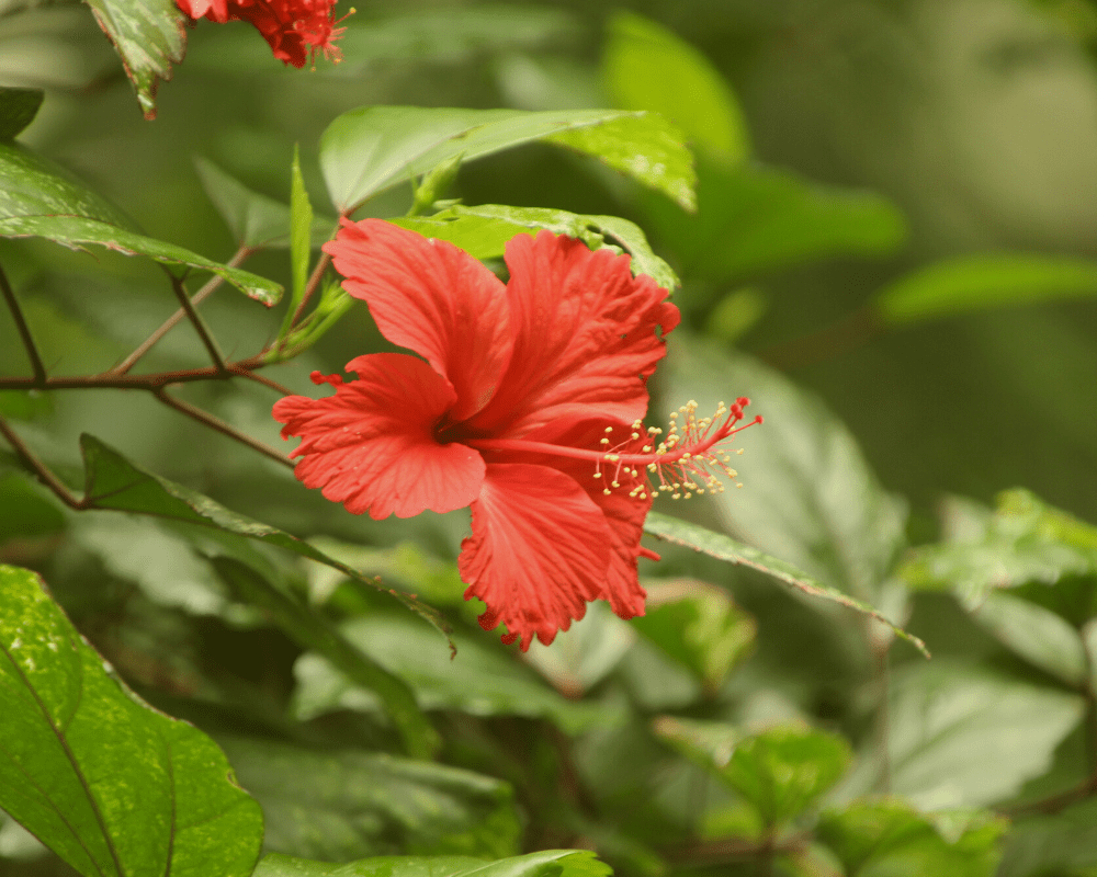 Hardy hibiscus