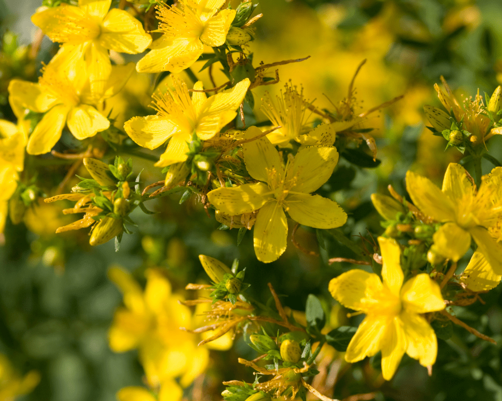 St. John's Wort, a summer blooming shrub option for San Antonio