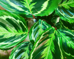 houseplant houseplants
