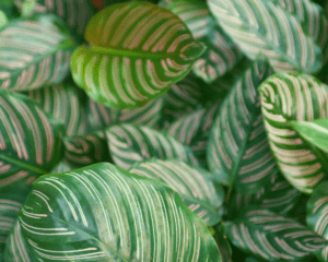 calathea Calathea close up