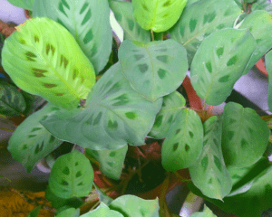 houseplant Houseplant upclose.