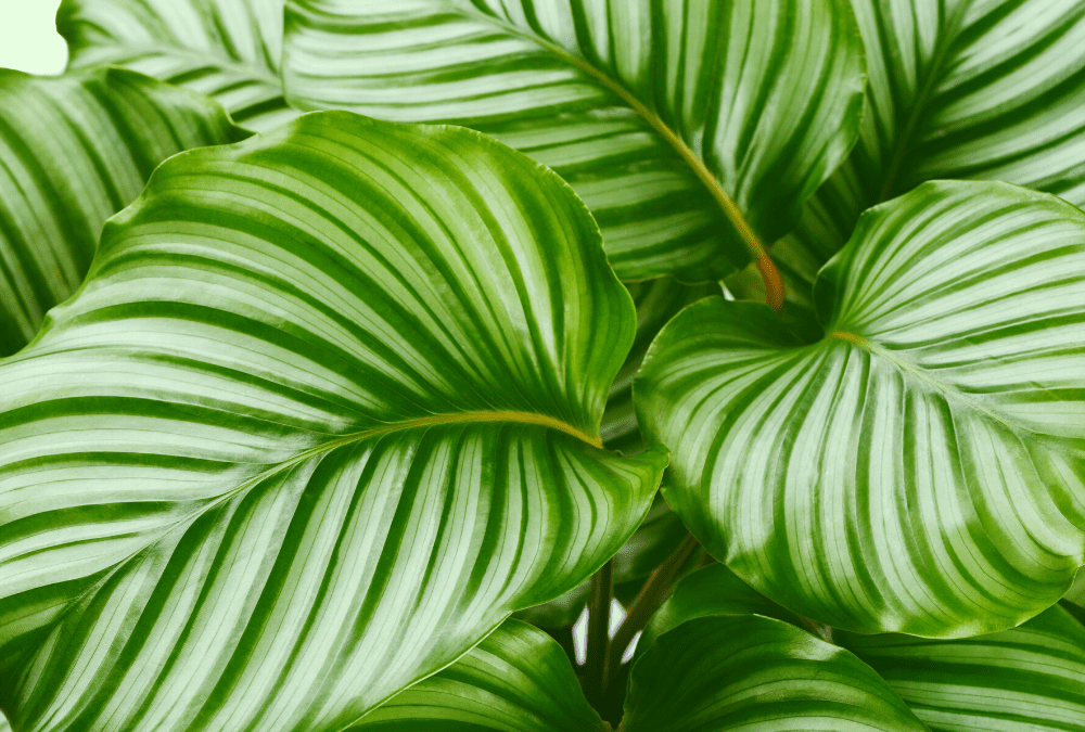 Calathea: Many Varieties of the Perfect Indoor Plant