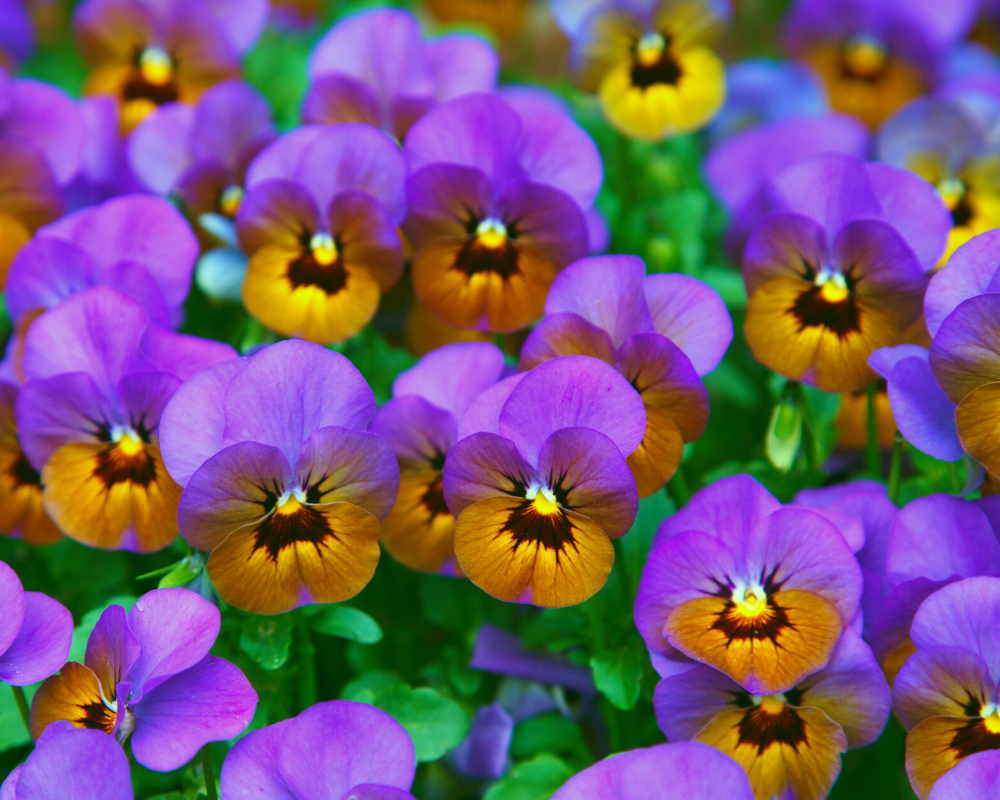 violas-johnny-jump-ups Violas or Johnny Jump Ups
