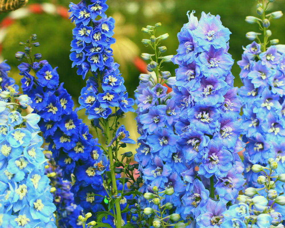 delphinium Delphinum