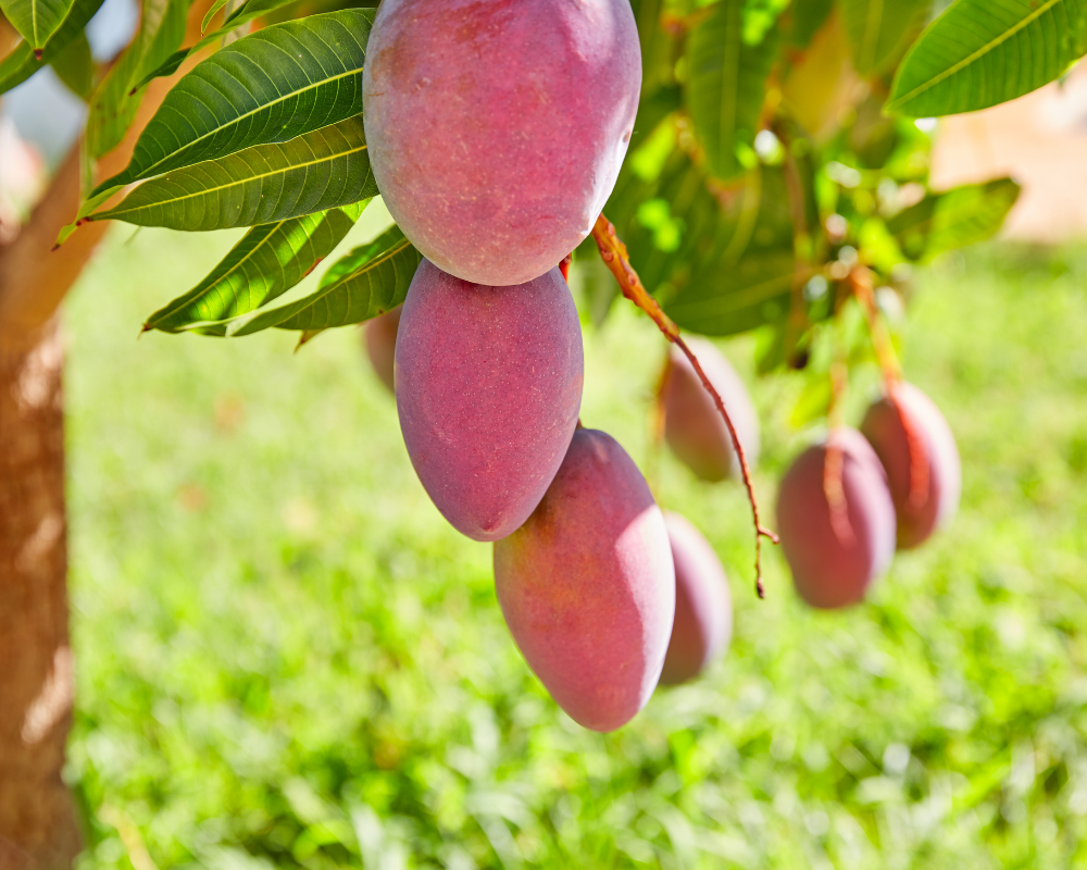 Mango tropical fruit tree