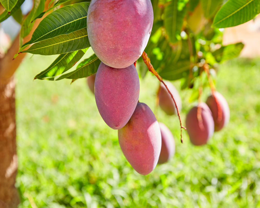 tropical fruits tree