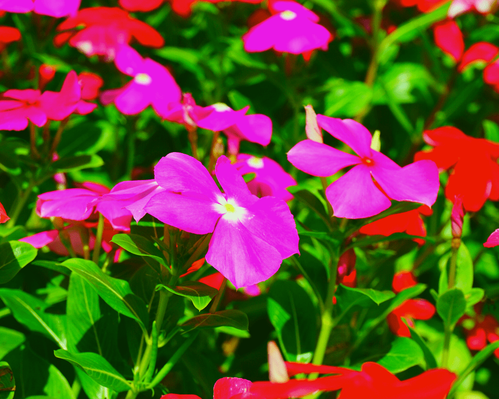 vinca-annuals-seasonal Vinca, summer annuals