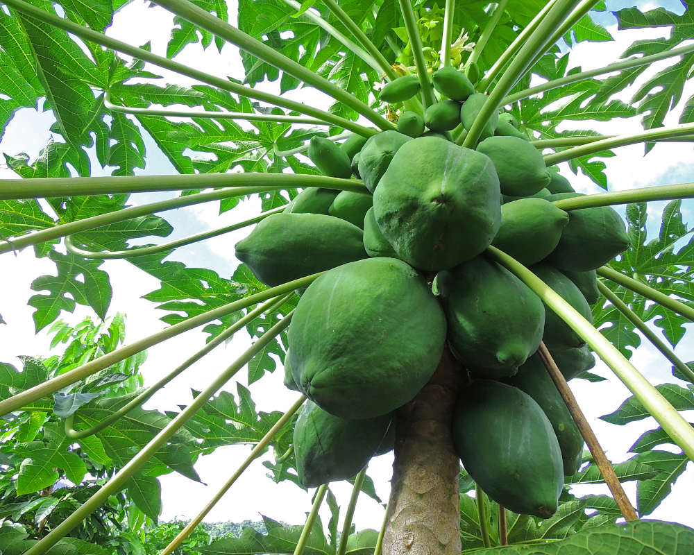 Tropical fruit papaya in tree