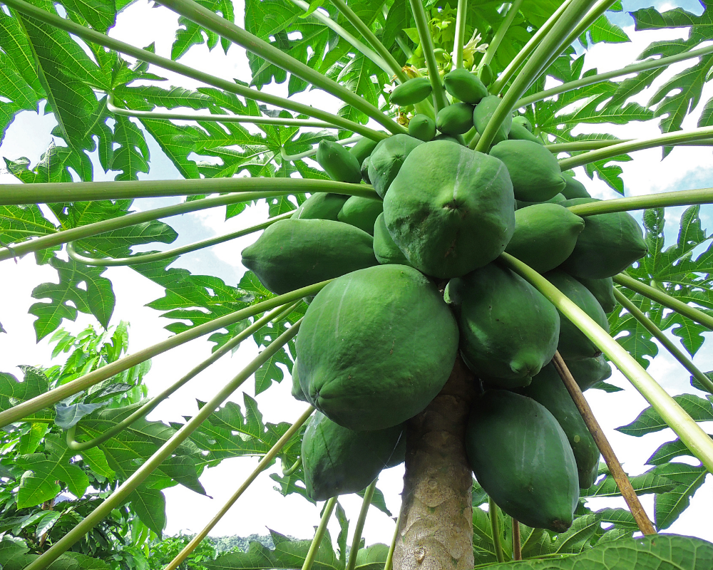 tropical fruits tree