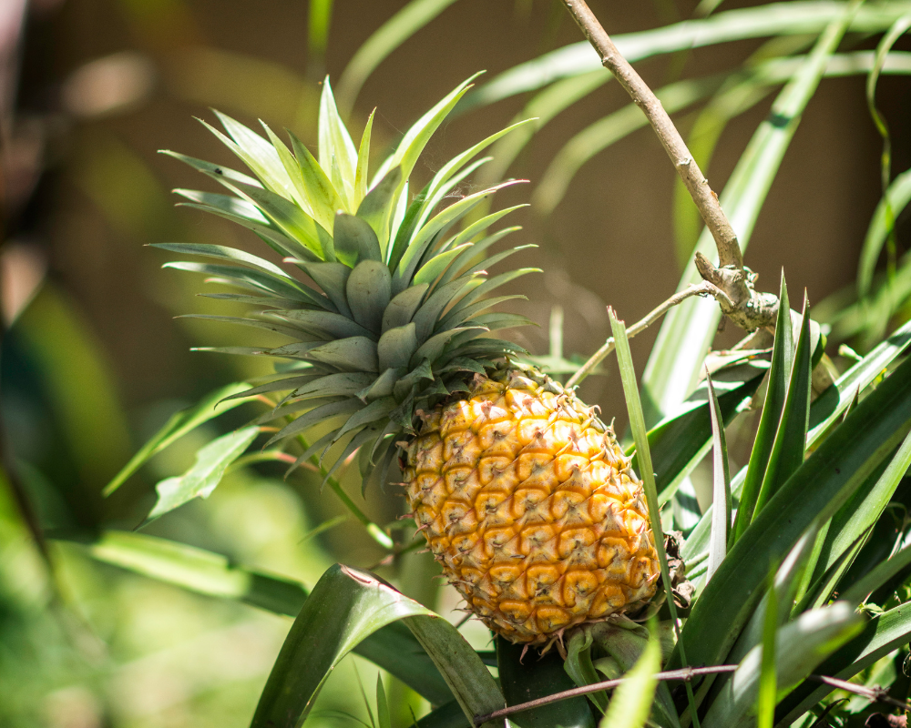 Pineapple on a plant.