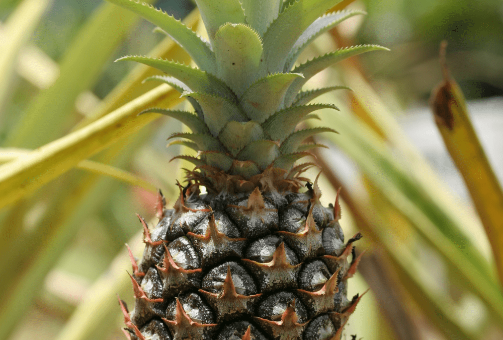 Tropical fruit up close
