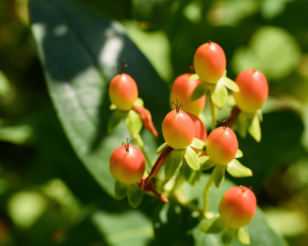 berries-st.-john's-wort Berries on St. John's Wort