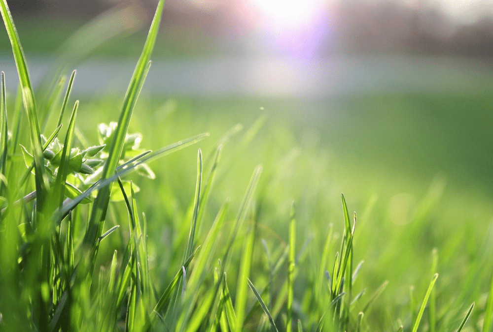End of Spring & Early Summer Lawn Care Tips