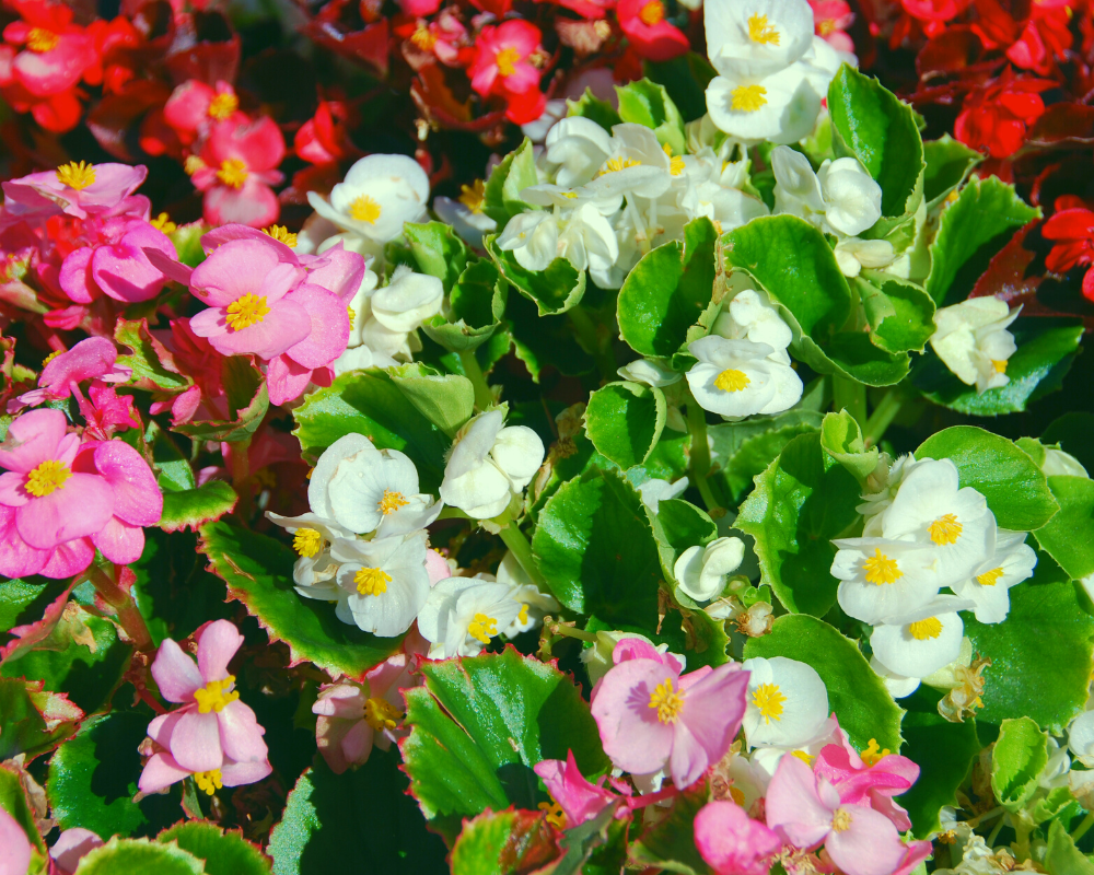 wax-begonia Wax begonia
