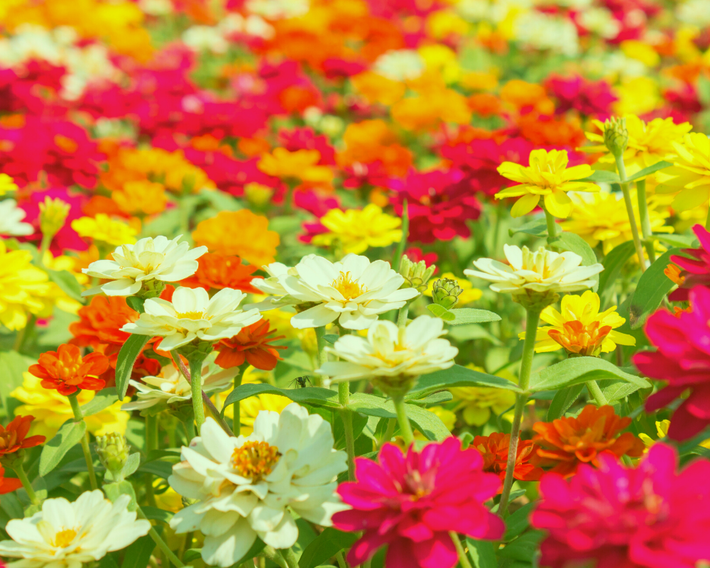 zinnia-annuals-seasonal Zinnia, seasonal annuals