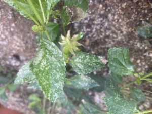 Lantana leaves with lace bugs.