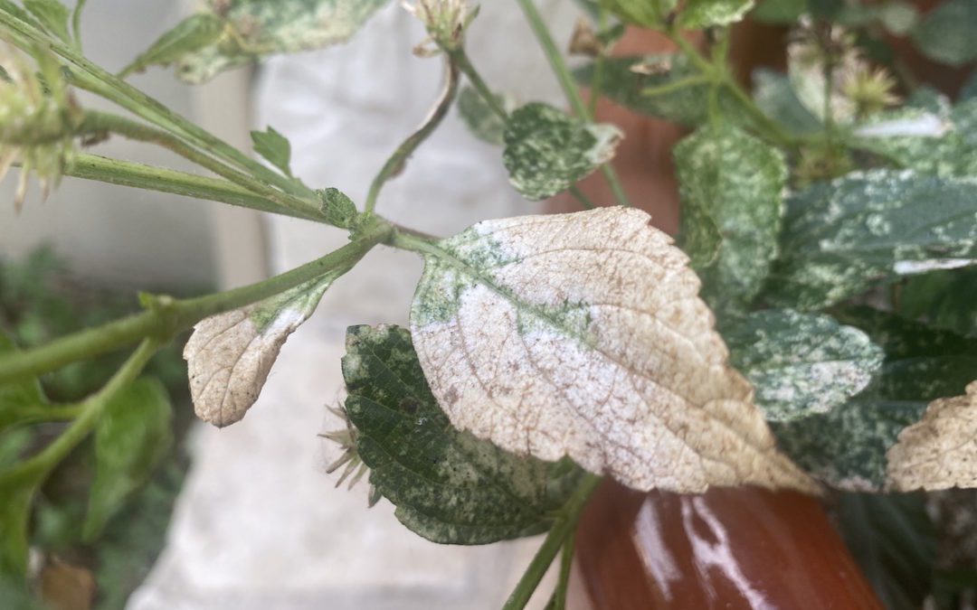 Hot, Dry, Weather Brings Pests Like Lace Bugs  Into The Garden