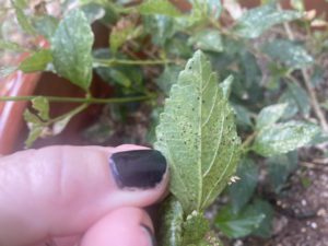 Back of lantana leaf with pest damage. 