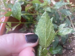 pest-damage-leaf Back of lantana leaf with pest damage.