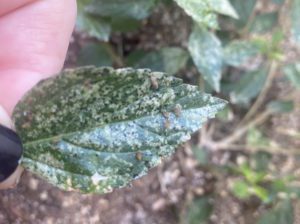 Lantana leaf with pest damage. 