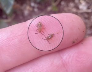 Lace bugs magnified.