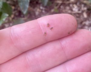 Lace Bugs up close