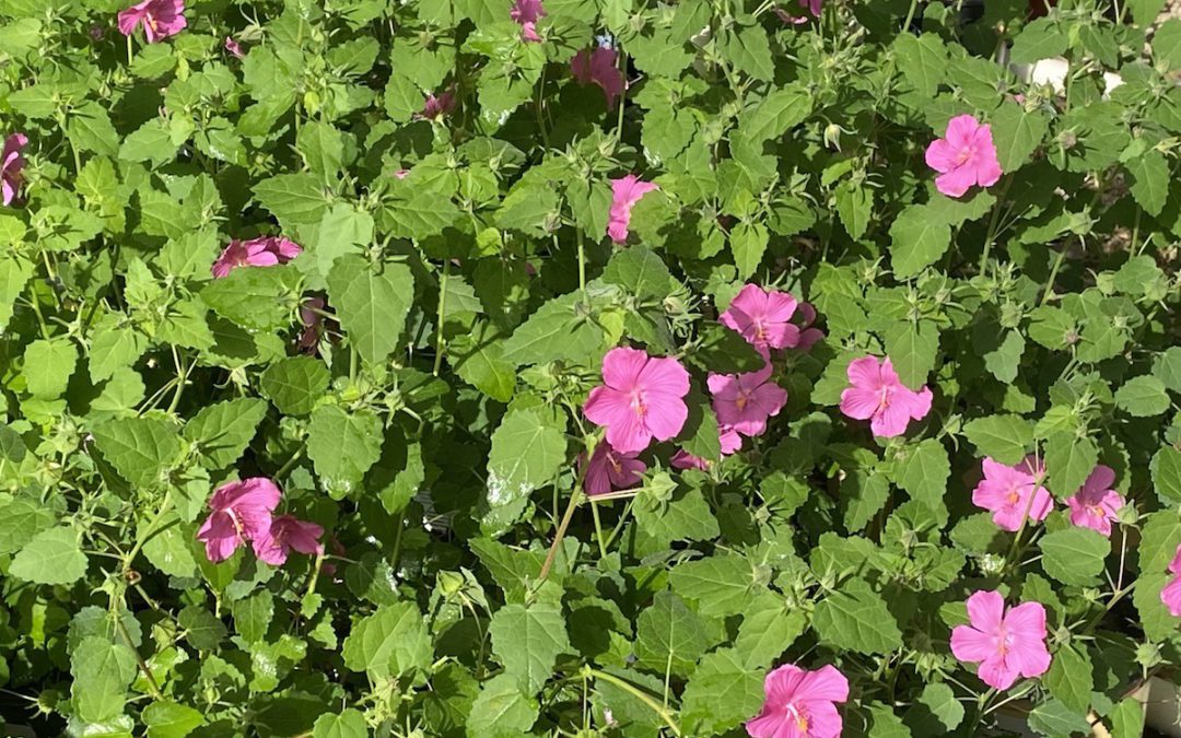 Pavonia Rock Rose: Blooms That Make Summer Bearable