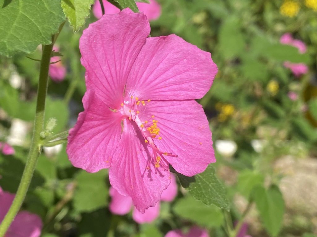 Pavonia Rock Rose up close