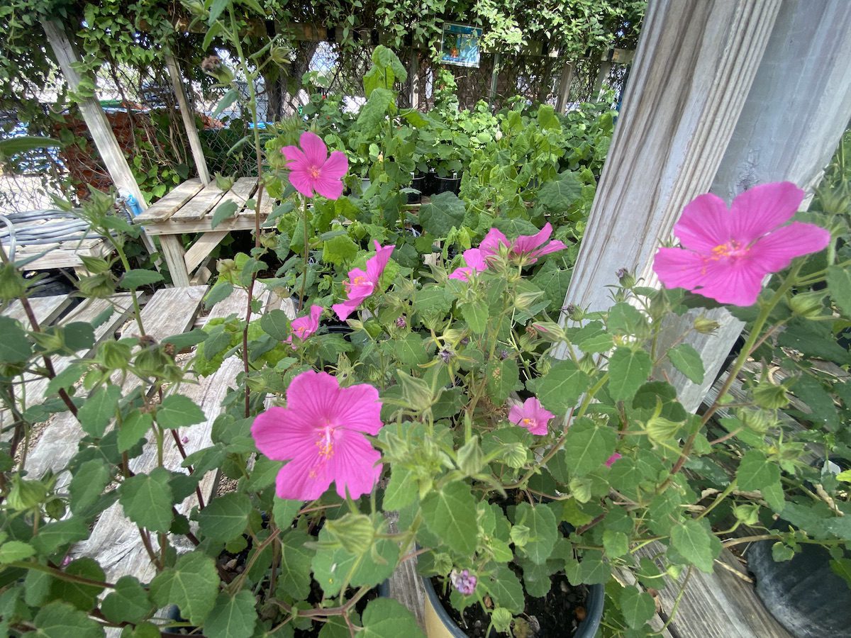 Pink flowers