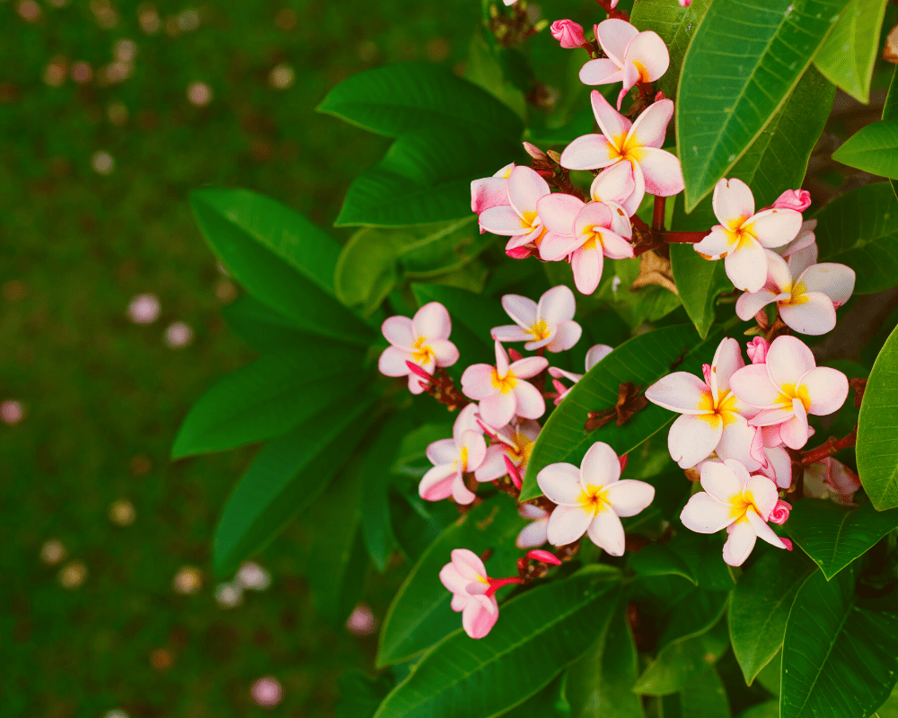 Orange-coral plumeria bloom