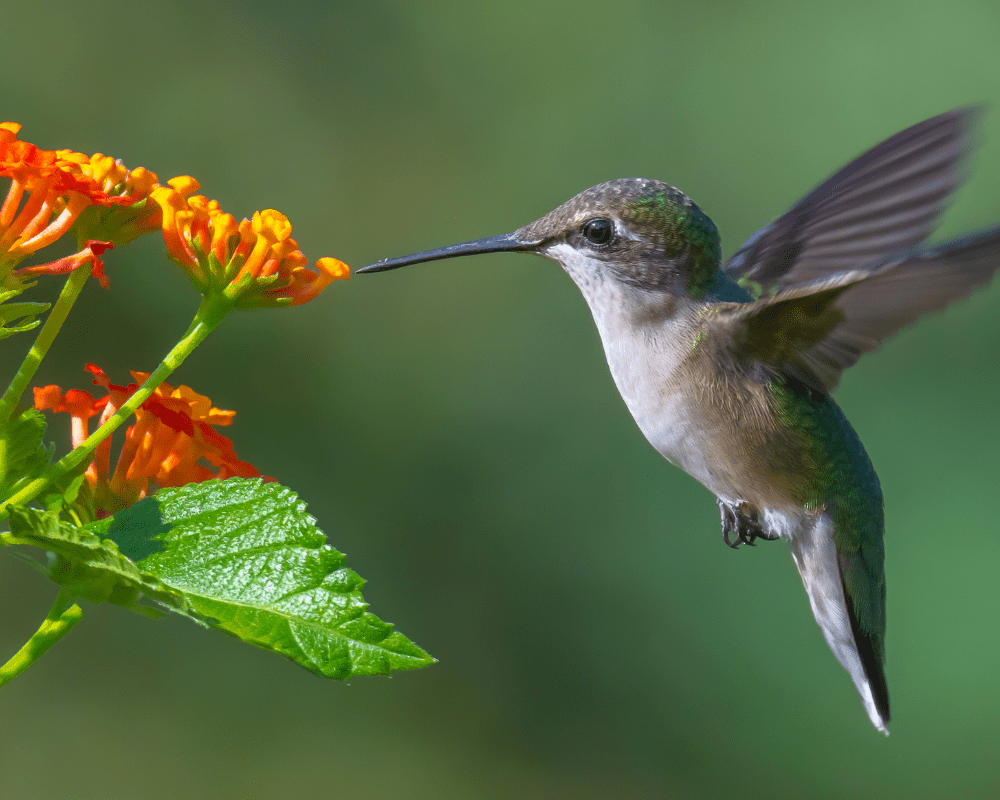 hummingbird-dallas-red-lantana Hummingbird on Dallas Red Lantana
