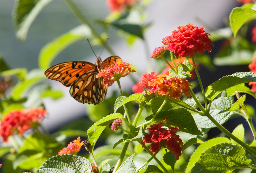 Dallas Red Lantana: Fiery Red Blooms Face Off the Heat.