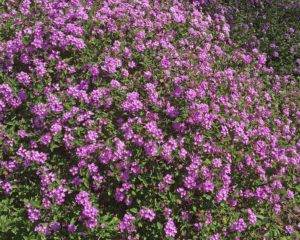 Close up of Purple trailing flowers