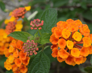 Texas Lantana