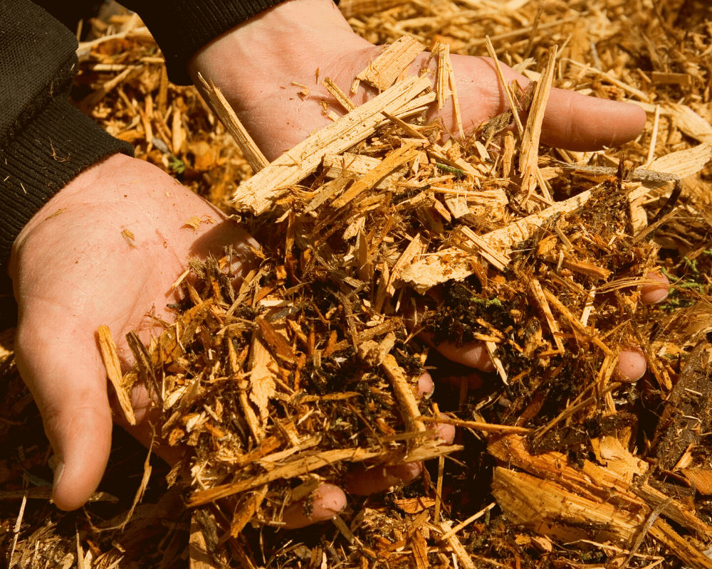 mulch-plants Mulch in hands