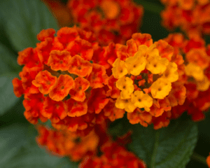 Dallas Red lantana