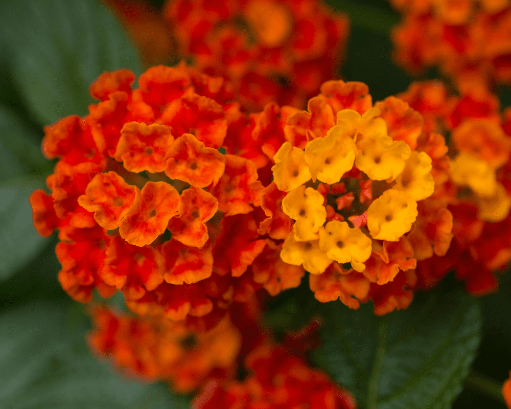 lantana-dallas-red Dallas Red lantana