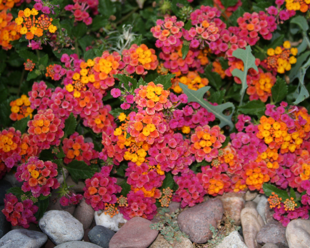 irene-lantana Irene lantana