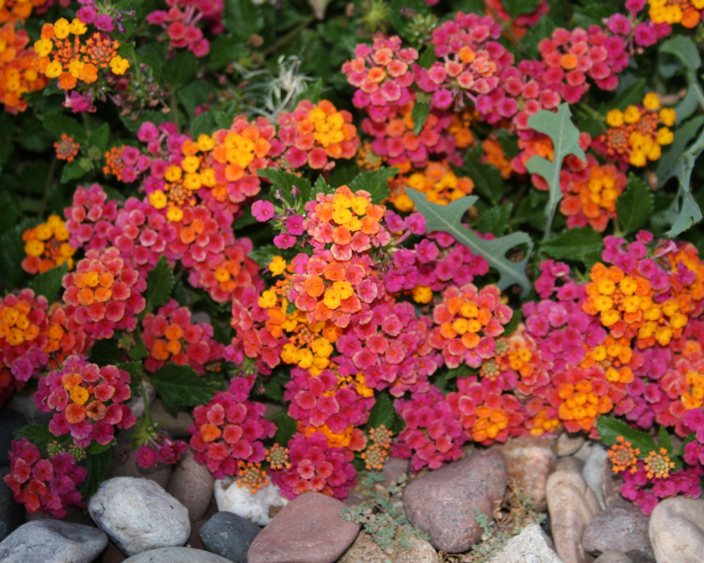 Irene lantana